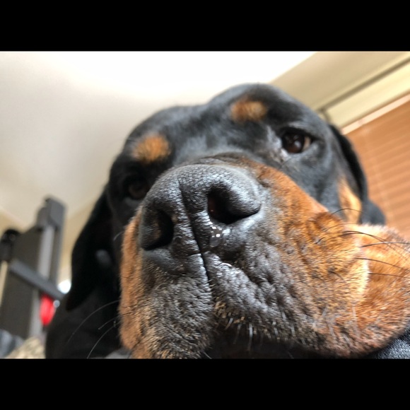 Proceeds go towards Charlotte’s vet bills. - Picture 6 of 7